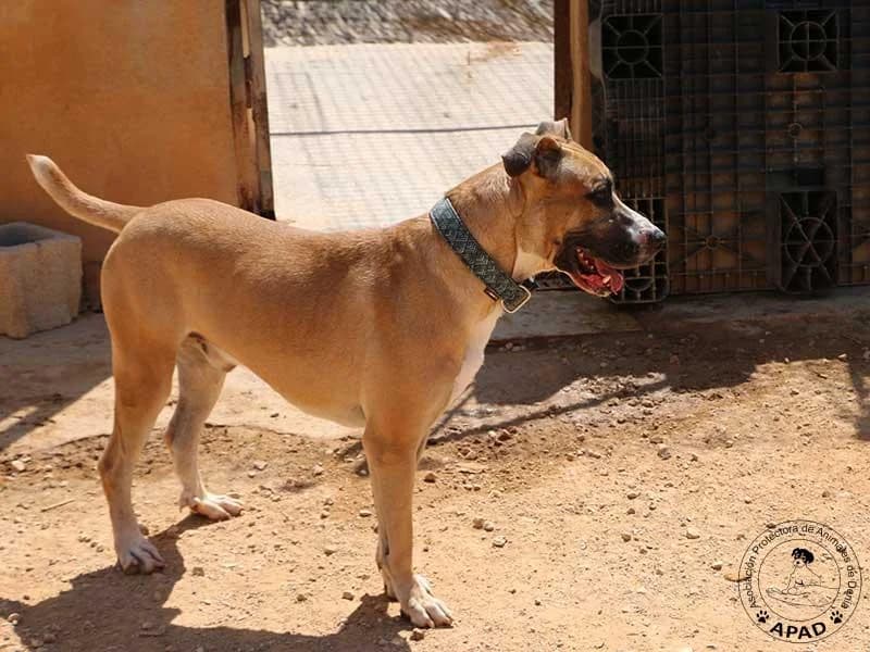 Neron, male 4yo Mixed Breed for adoption at APAD Dénia, Dénia
