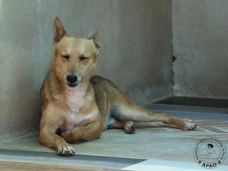 Nico, male young Podenco for adoption at APAD Dénia, Dénia