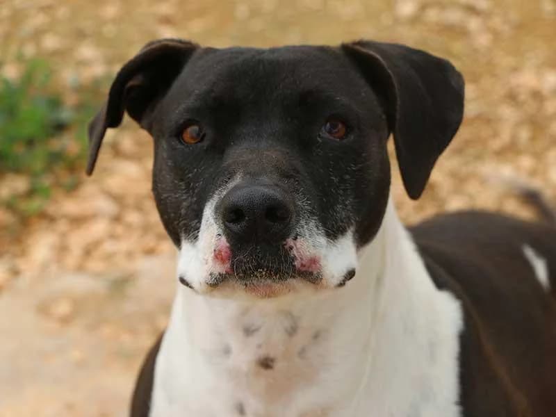 Nina, male senior Bull Terrier for adoption at APAD Dénia, Dénia