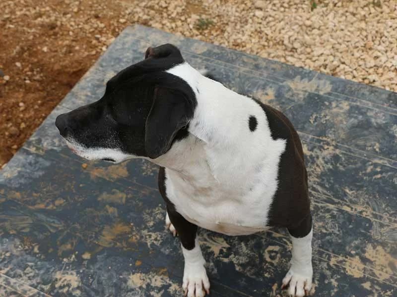 Nina, male Bull Terrier for adoption at APAD Dénia, Dénia — photo 2 of 23