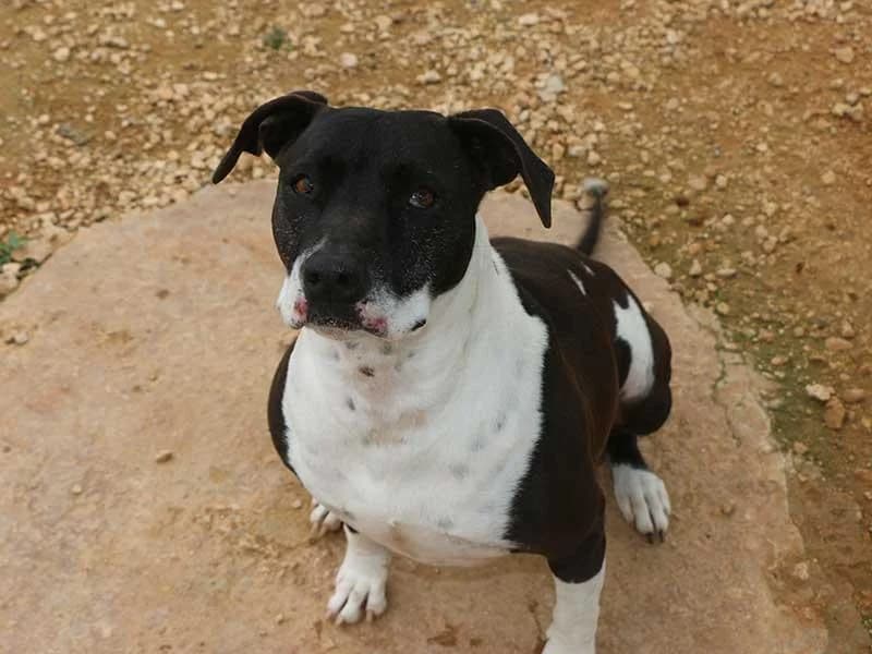 Nina, male Bull Terrier for adoption at APAD Dénia, Dénia — photo 3 of 23