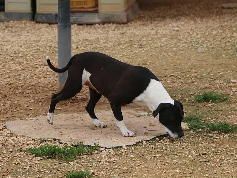 Nina, male Bull Terrier for adoption at APAD Dénia, Dénia — photo 4 of 23