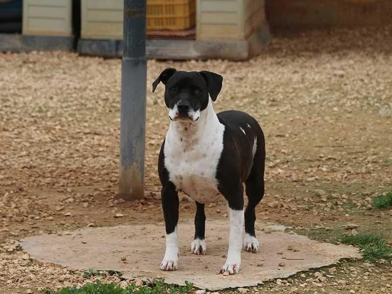Nina, male Bull Terrier for adoption at APAD Dénia, Dénia — photo 5 of 23
