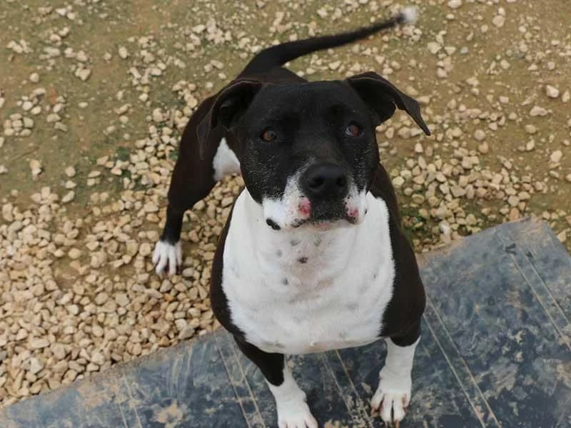 Nina, male Bull Terrier for adoption at APAD Dénia, Dénia — photo 6 of 23