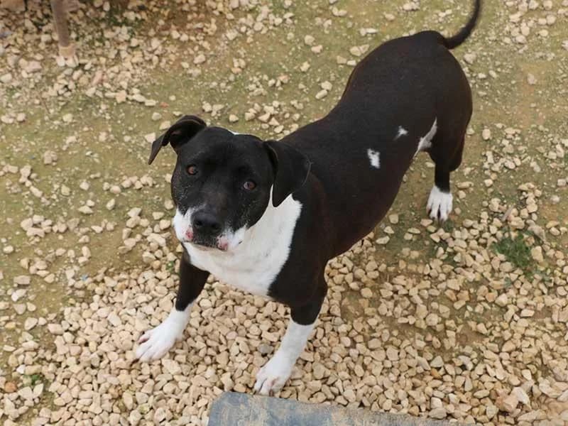 Nina, male Bull Terrier for adoption at APAD Dénia, Dénia — photo 7 of 23