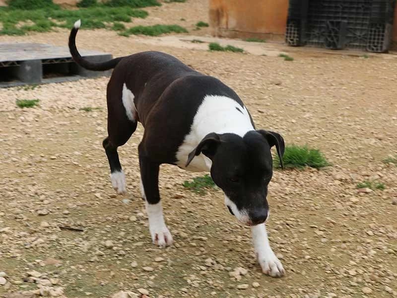 Nina, male Bull Terrier for adoption at APAD Dénia, Dénia — photo 8 of 23