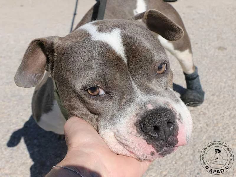Oliver, male young English Bulldog for adoption at APAD Dénia, Dénia
