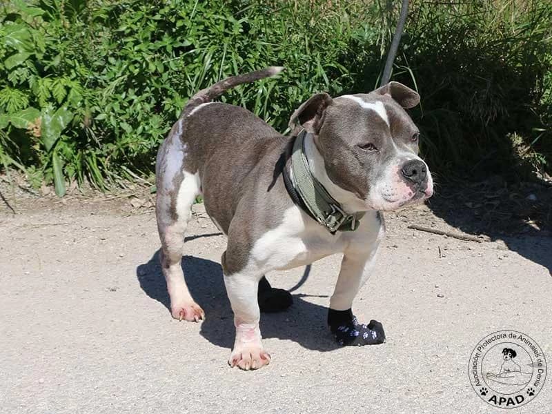 Oliver, male English Bulldog for adoption at APAD Dénia, Dénia — photo 2 of 14