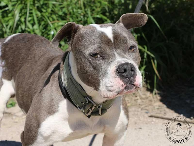 Oliver, male English Bulldog for adoption at APAD Dénia, Dénia — photo 3 of 14