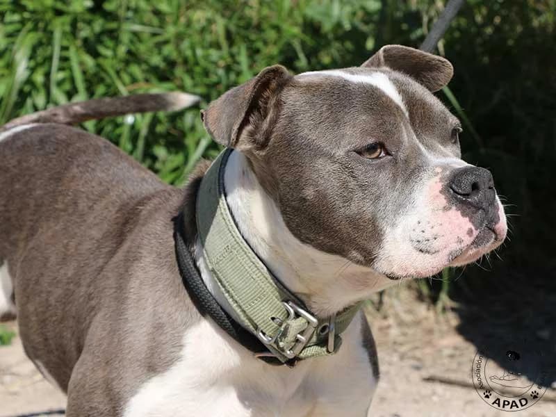 Oliver, male English Bulldog for adoption at APAD Dénia, Dénia — photo 4 of 14