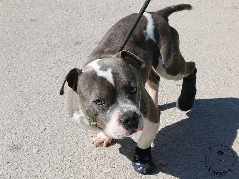 Oliver, male English Bulldog for adoption at APAD Dénia, Dénia — photo 5 of 14