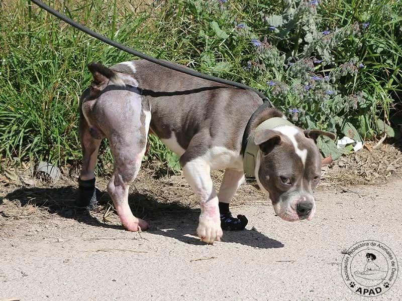 Oliver, male English Bulldog for adoption at APAD Dénia, Dénia — photo 6 of 14