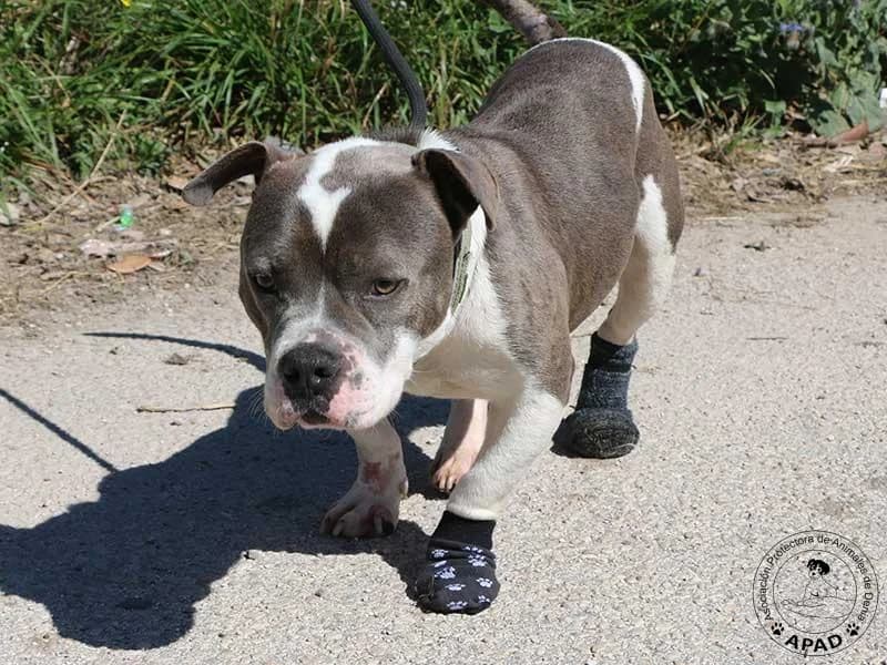 Oliver, male English Bulldog for adoption at APAD Dénia, Dénia — photo 7 of 14