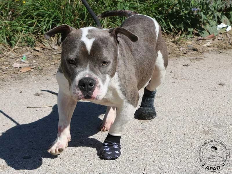 Oliver, male English Bulldog for adoption at APAD Dénia, Dénia — photo 8 of 14
