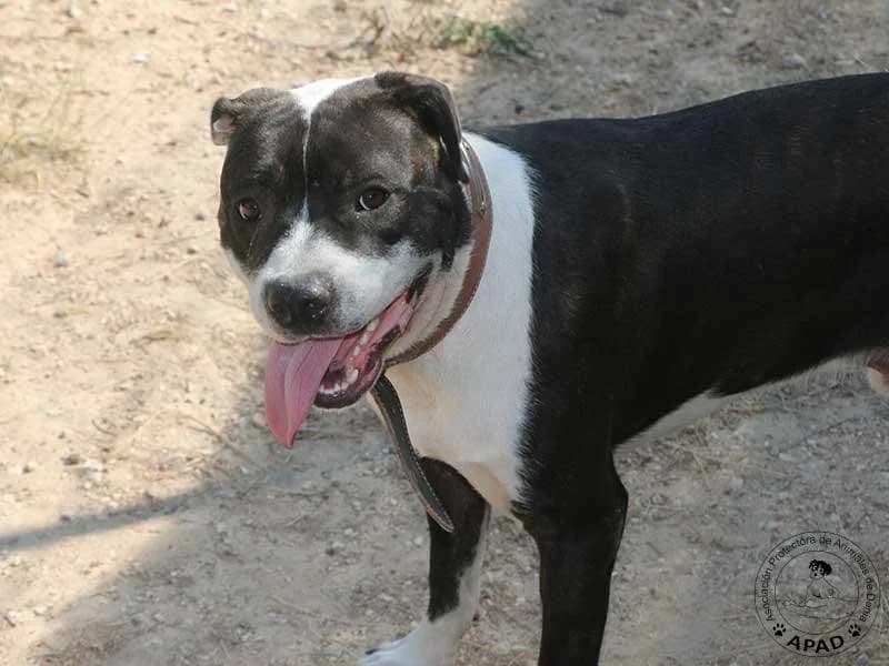 Oreo, male young American Staffordshire Terrier for adoption at APAD Dénia, Dénia