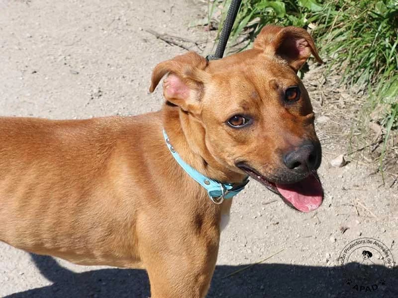 Pepina, male Mixed Breed for adoption at APAD Dénia, Dénia