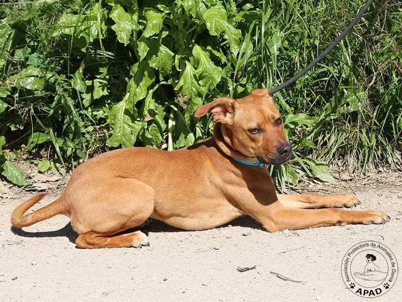 Pepina, male Mixed Breed for adoption at APAD Dénia, Dénia — photo 2 of 12