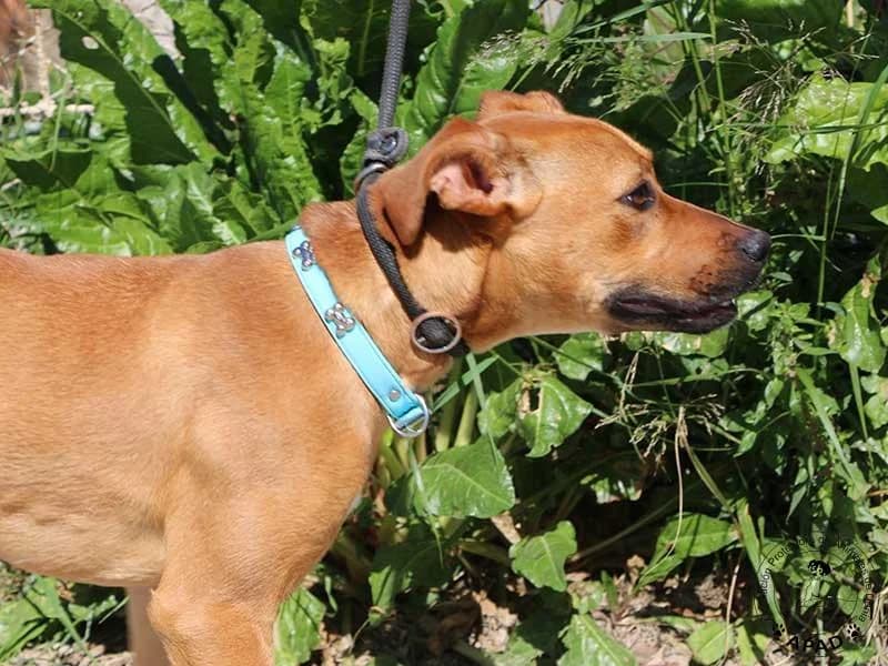 Pepina, male Mixed Breed for adoption at APAD Dénia, Dénia — photo 3 of 12