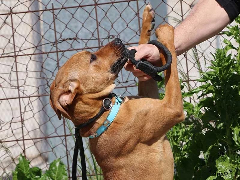 Pepina, male Mixed Breed for adoption at APAD Dénia, Dénia — photo 4 of 12