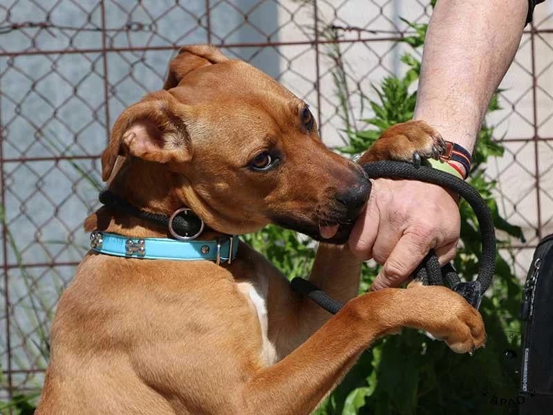 Pepina, male Mixed Breed for adoption at APAD Dénia, Dénia — photo 5 of 12