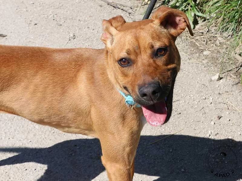 Pepina, male Mixed Breed for adoption at APAD Dénia, Dénia — photo 6 of 12