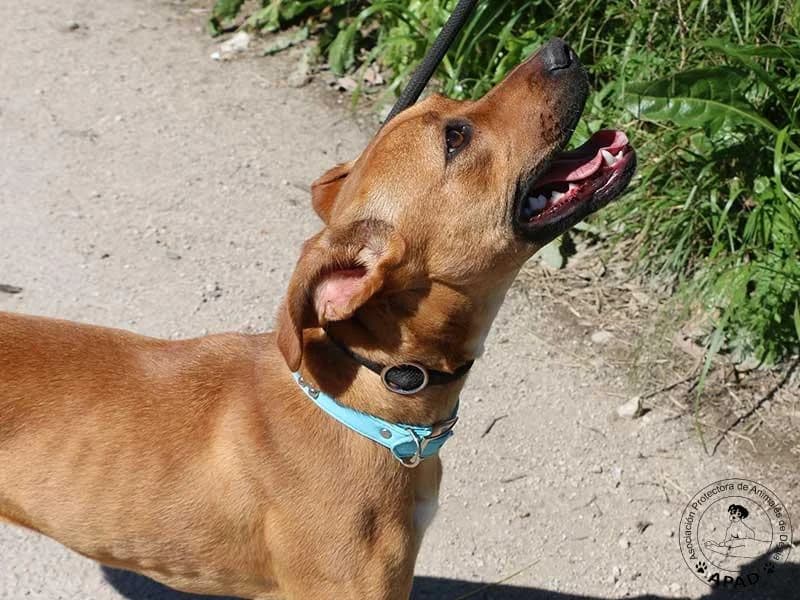 Pepina, male Mixed Breed for adoption at APAD Dénia, Dénia — photo 7 of 12