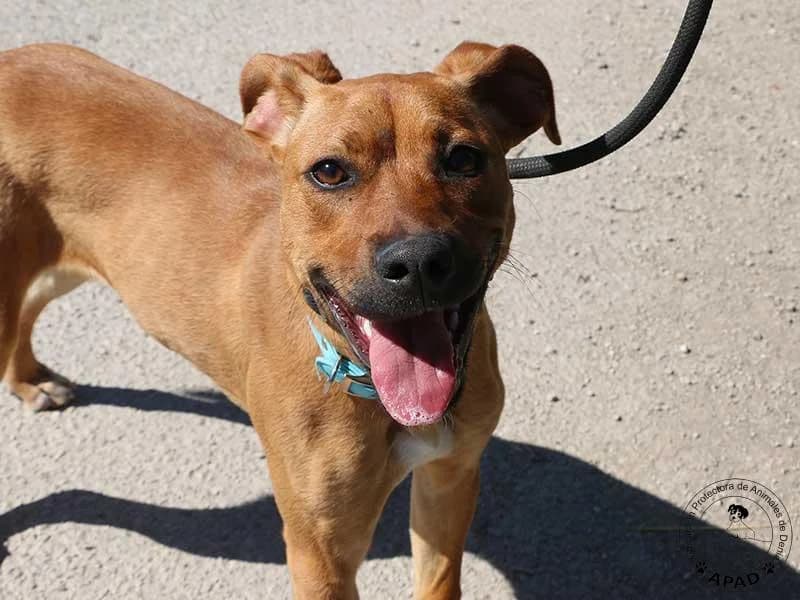 Pepina, male Mixed Breed for adoption at APAD Dénia, Dénia — photo 8 of 12