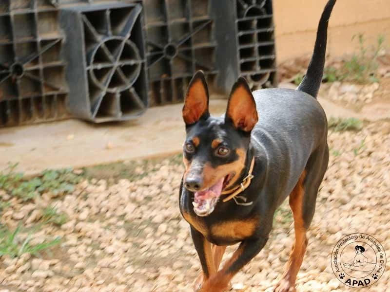 Pepo, male young mixed breed for adoption at APAD Dénia, Dénia