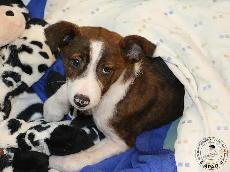 Reina, male Galgo Español for adoption at APAD Dénia, Dénia