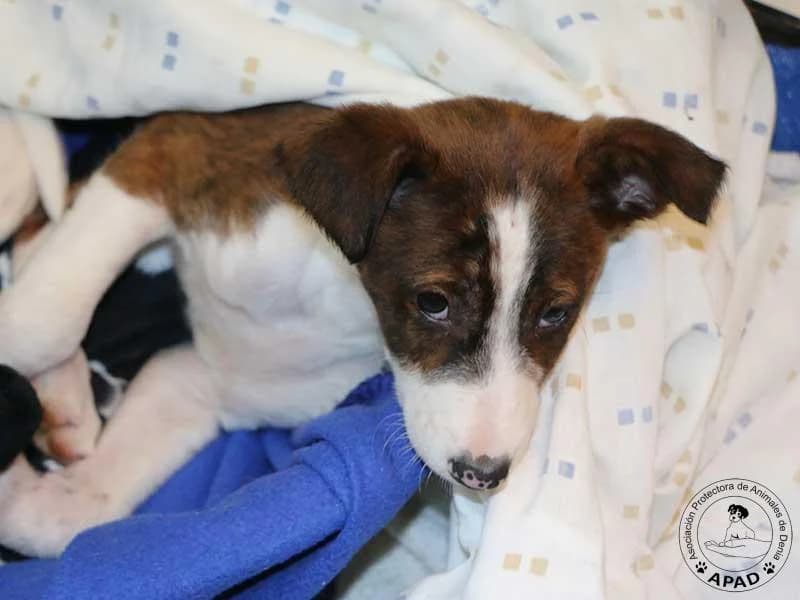 Reina, male Galgo Español for adoption at APAD Dénia, Dénia — photo 2 of 15