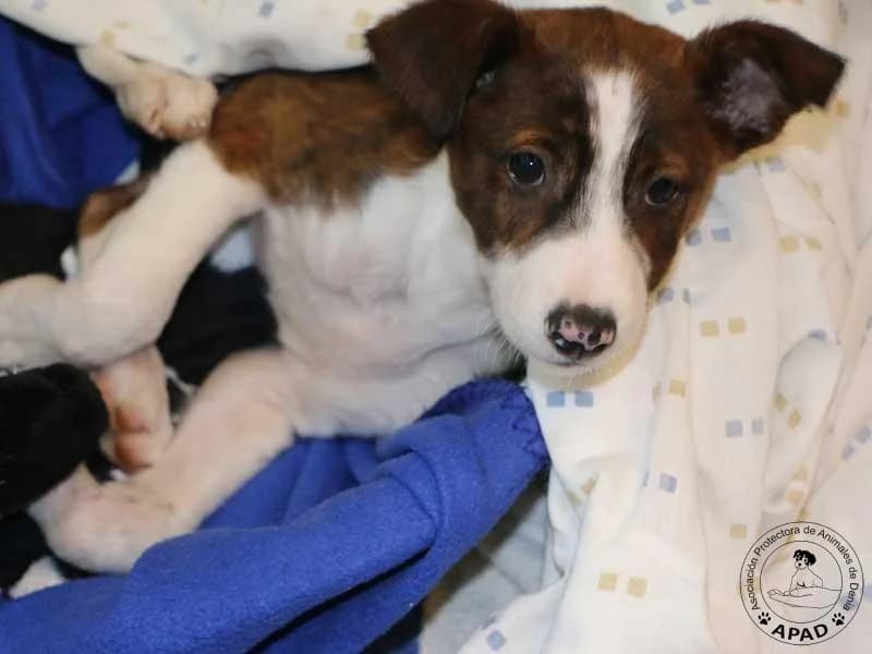 Reina, male Galgo Español for adoption at APAD Dénia, Dénia — photo 3 of 15