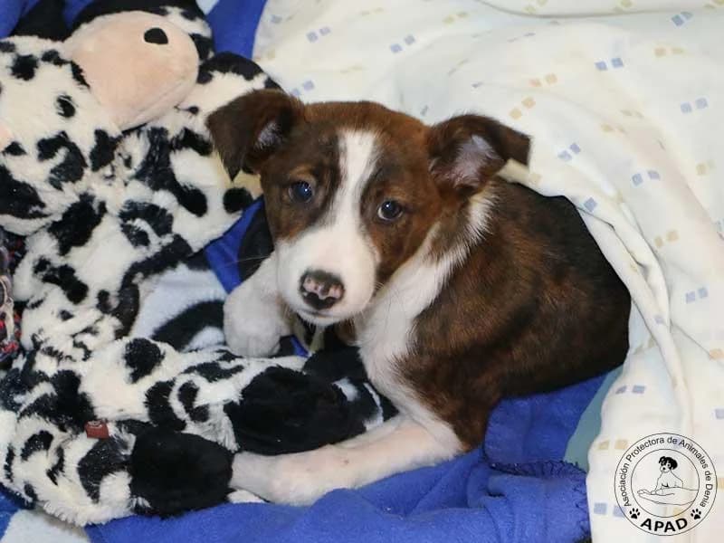 Reina, male Galgo Español for adoption at APAD Dénia, Dénia — photo 4 of 15