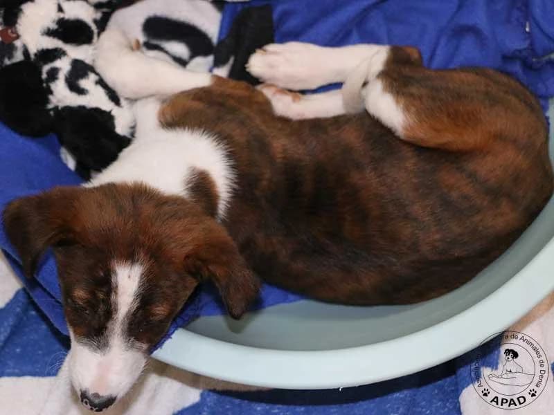 Reina, male Galgo Español for adoption at APAD Dénia, Dénia — photo 5 of 15