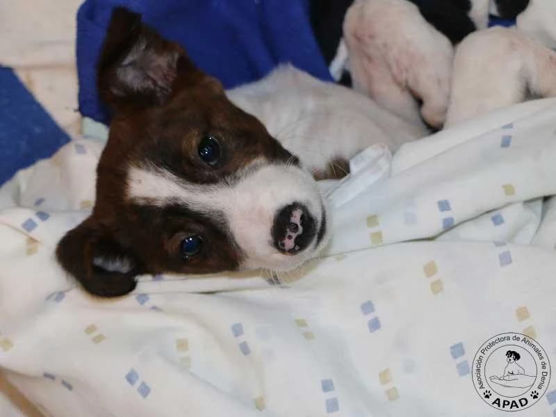 Reina, male Galgo Español for adoption at APAD Dénia, Dénia — photo 6 of 15
