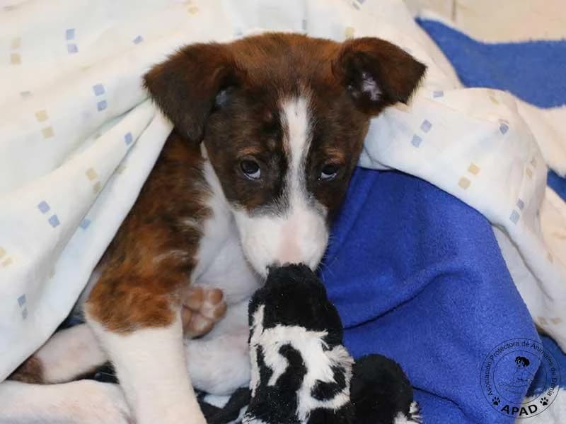 Reina, male Galgo Español for adoption at APAD Dénia, Dénia — photo 7 of 15