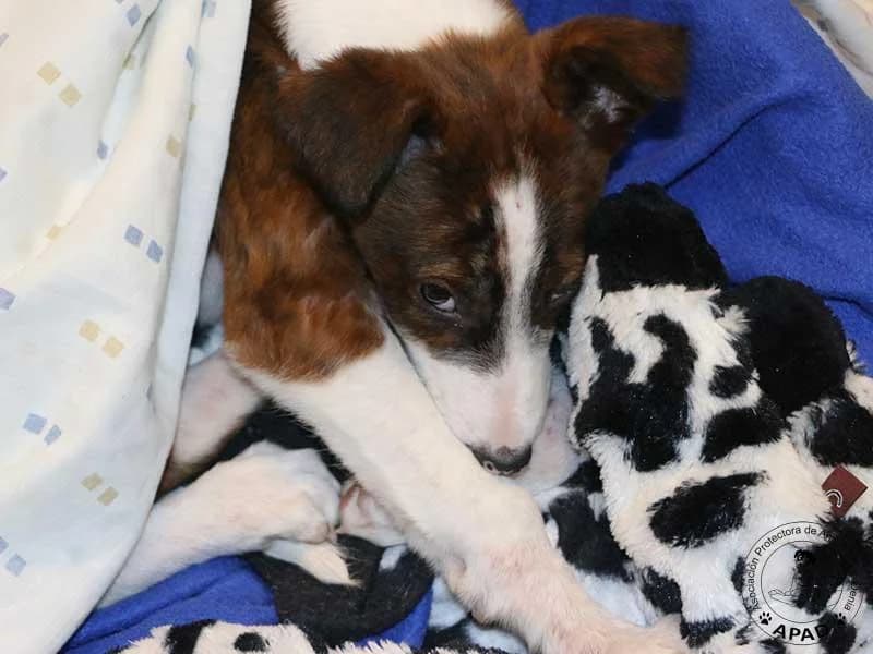 Reina, male Galgo Español for adoption at APAD Dénia, Dénia — photo 8 of 15