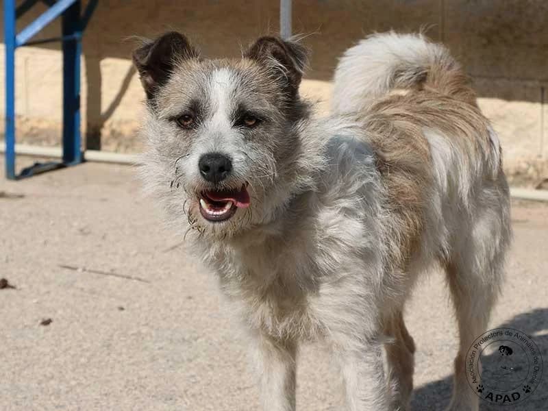 Romeo, male young Mixed Breed for adoption at APAD Dénia, Dénia