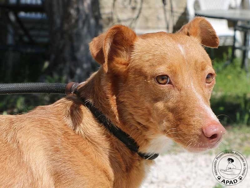 Roxy, male young Podenco for adoption at APAD Dénia, Dénia
