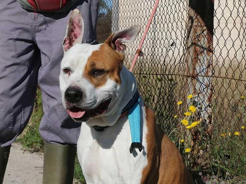 Sauron, male American Staffordshire Terrier for adoption at APAD Dénia, Dénia