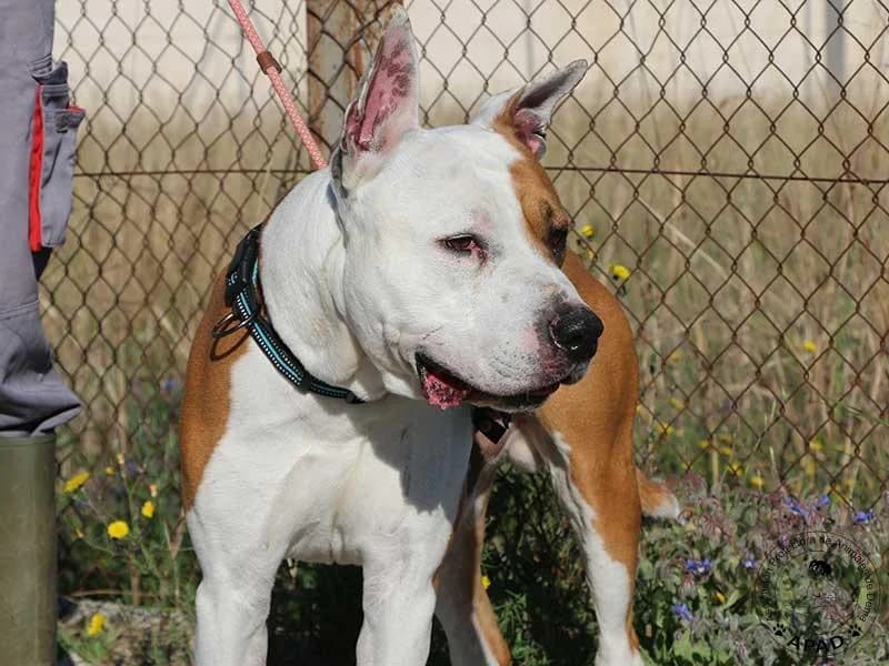 Sauron, male American Staffordshire Terrier for adoption at APAD Dénia, Dénia — photo 2 of 14