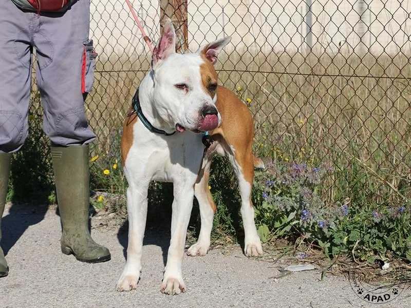 Sauron, male American Staffordshire Terrier for adoption at APAD Dénia, Dénia — photo 3 of 14