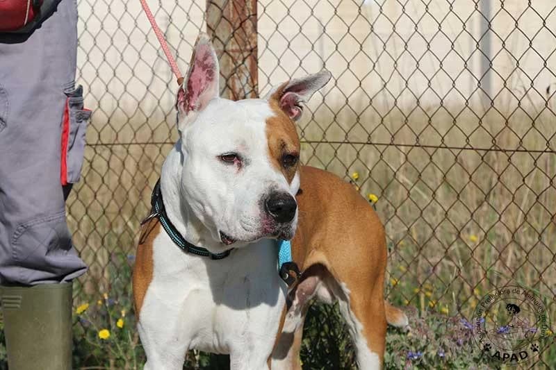 Sauron, male American Staffordshire Terrier for adoption at APAD Dénia, Dénia — photo 4 of 14