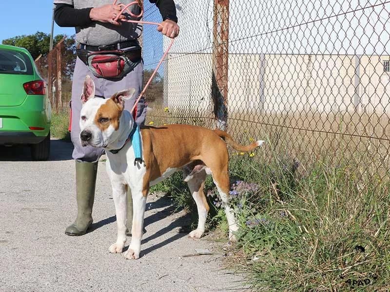 Sauron, male American Staffordshire Terrier for adoption at APAD Dénia, Dénia — photo 5 of 14