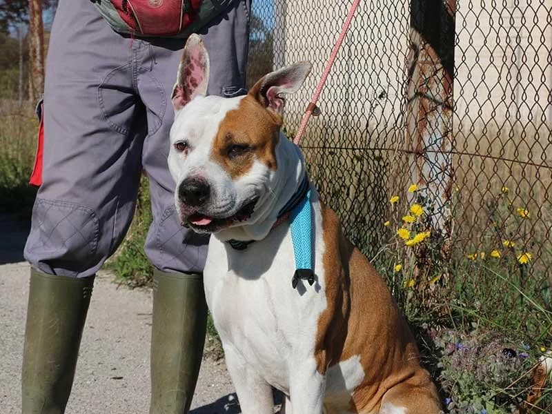 Sauron, male American Staffordshire Terrier for adoption at APAD Dénia, Dénia — photo 6 of 14