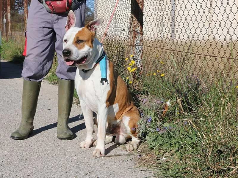 Sauron, male American Staffordshire Terrier for adoption at APAD Dénia, Dénia — photo 7 of 14