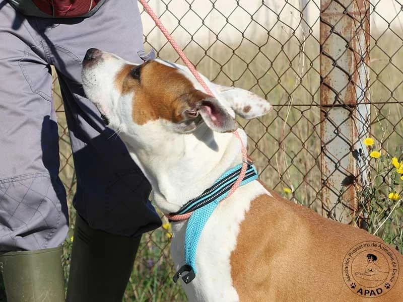 Sauron, male American Staffordshire Terrier for adoption at APAD Dénia, Dénia — photo 8 of 14