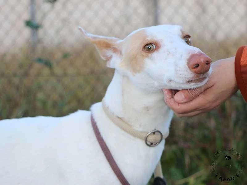Shai, male young Podenco for adoption at APAD Dénia, Dénia