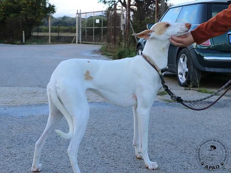 Shai, male Podenco for adoption at APAD Dénia, Dénia — photo 2 of 16