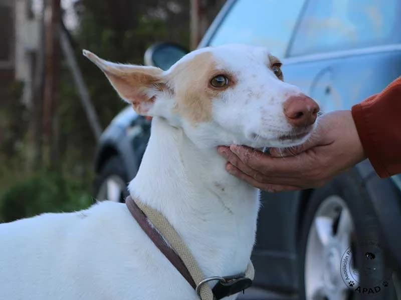 Shai, male Podenco for adoption at APAD Dénia, Dénia — photo 3 of 16