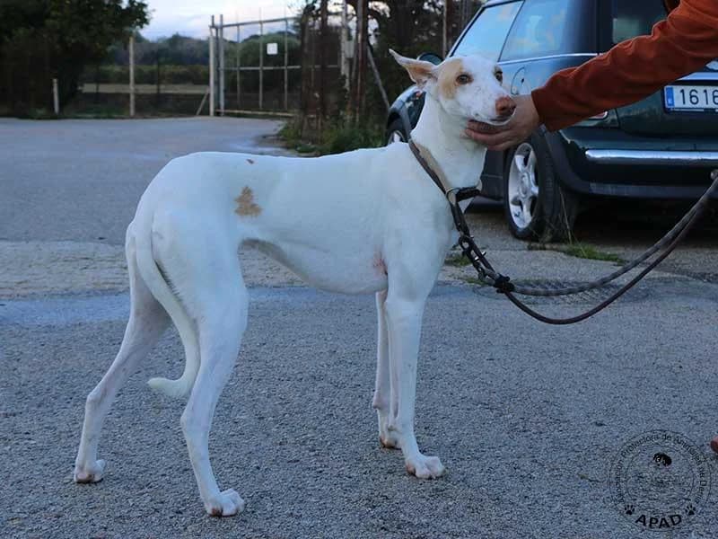 Shai, male Podenco for adoption at APAD Dénia, Dénia — photo 4 of 16